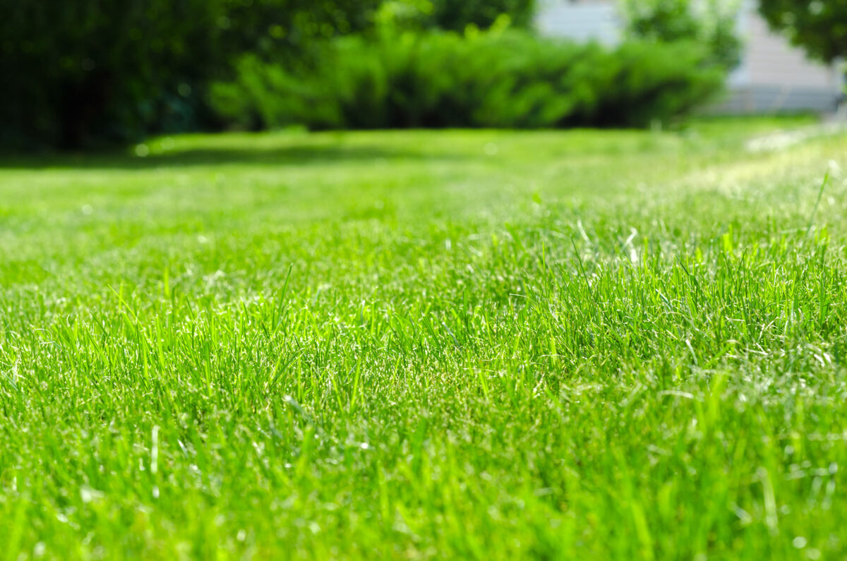 when is the best time to water your lawn